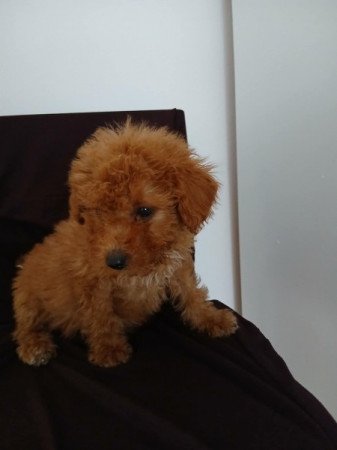 Vörös törpe uszkár