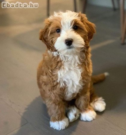 golden doodle puppies for rehoming