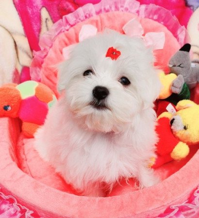Bichon Havanese