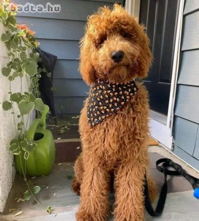 golden doodle puppies for rehoming