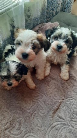 Bishon havanese
