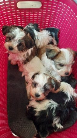 Bishon havanese