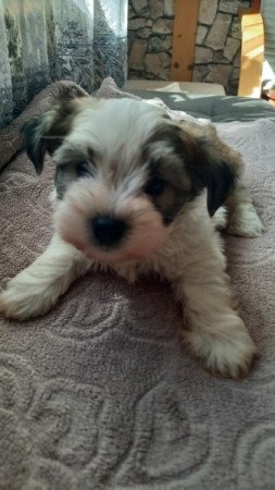 Bishon havanese
