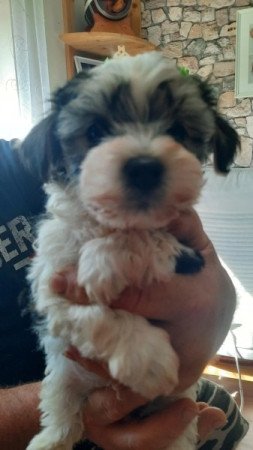 Bishon havanese