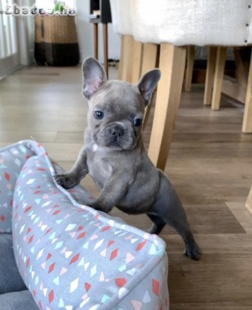 Francia bulldog kölykök