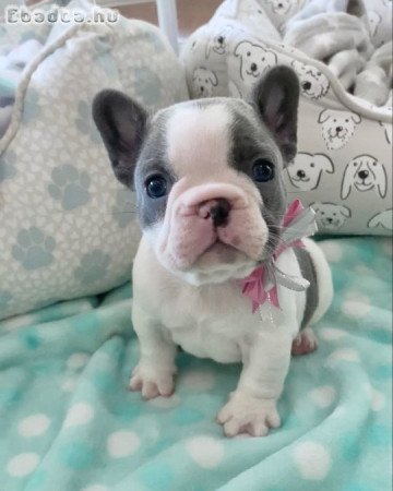 Francia bulldog kölykök