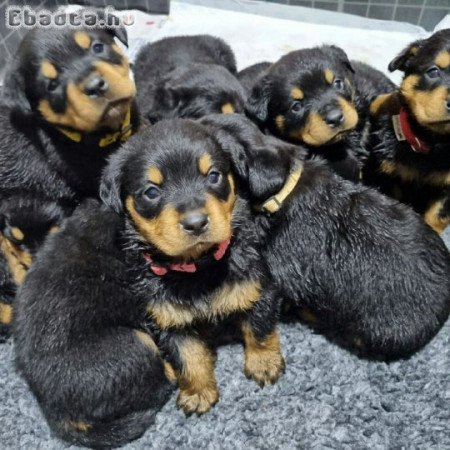 Adorable German Rottweiler ready for adoption