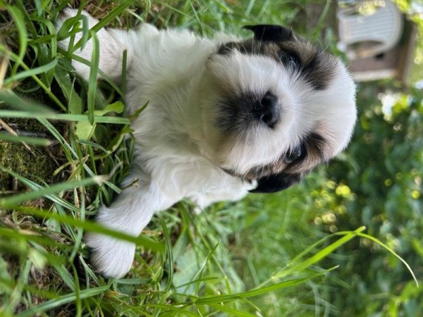 Shih-tzu