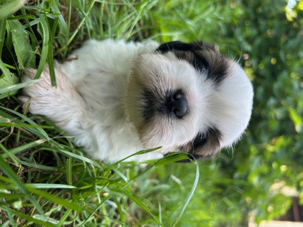 Shih-tzu