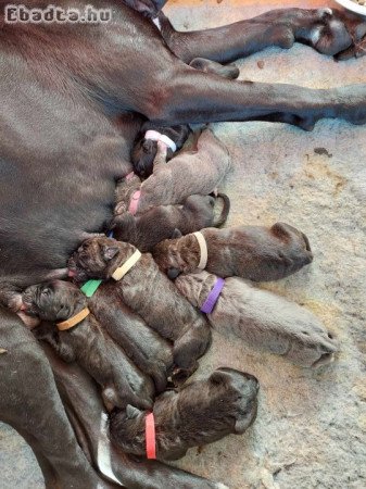 Cane Corso  eladó