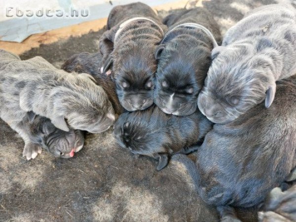 Cane Corso  eladó