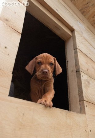 Magyar vizsla kölykök