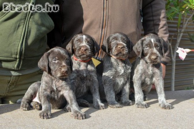 Drótszőrú német vizsla kiskutyák