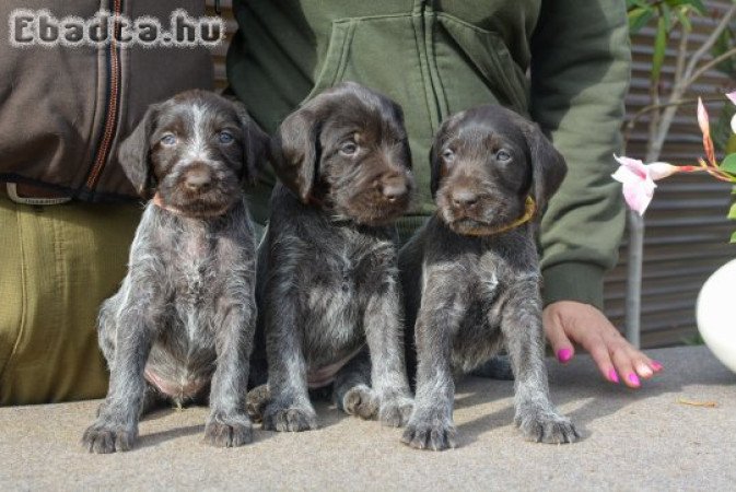 Drótszőrú német vizsla kiskutyák
