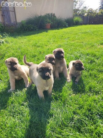 Eladó kangal kiskutyák