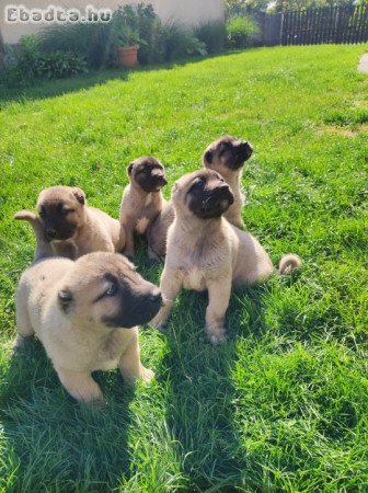 Eladó kangal kiskutyák