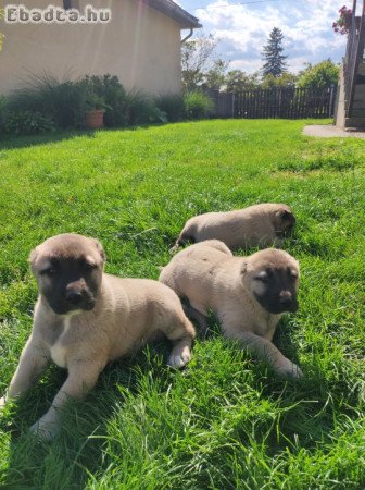 Eladó kangal kiskutyák
