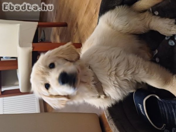 Eladó golden retriever kölyök