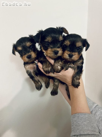 Yorkshire terrier kiskutyák eladóak