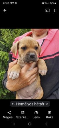 Staffordshire terrier