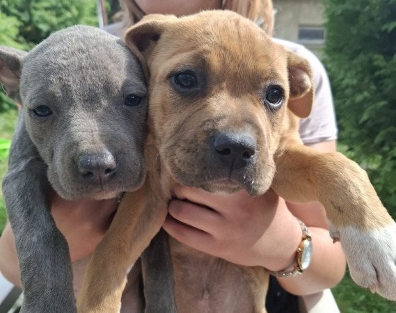 Staffordshire terrier