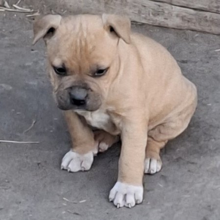 Staffordshire terrier