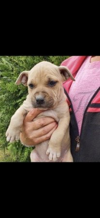 Staffordshire terrier