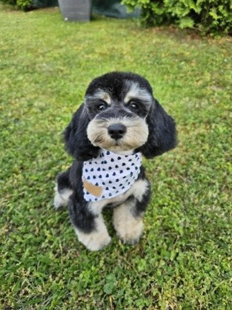 Máltai selyemkutya x toy uszkár