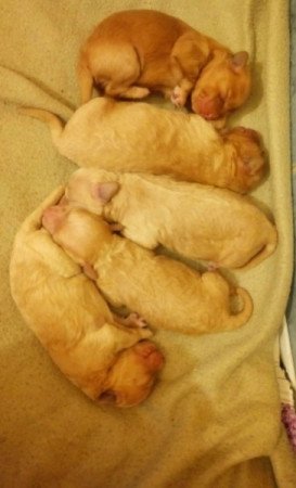 Máltai+uszkár=Maltipoo havanese bichon