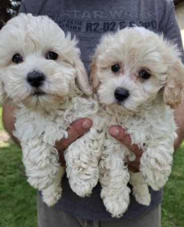 Maltipoo