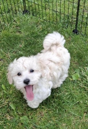 Maltipoo