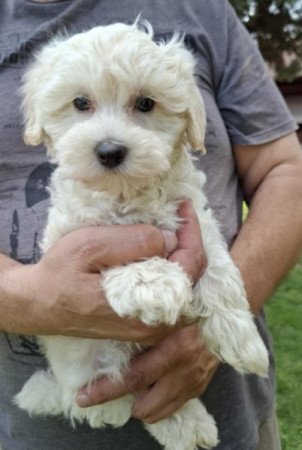 Maltipoo