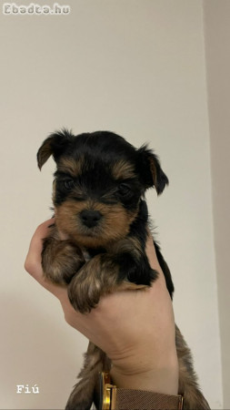 Yorkshire terrier kiskutyák eladóak