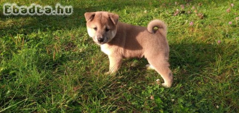 Shiba Inu fajtajellegű kiskutyák