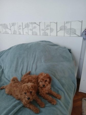 Vörös törpe uszkár