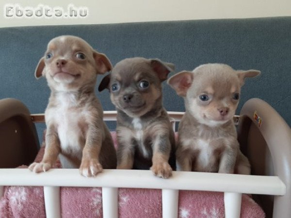 pici méretű eladó csivava blue and tan  lilac