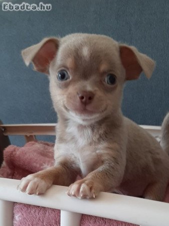 pici méretű eladó csivava blue and tan  lilac