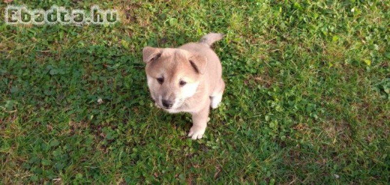 Shiba Inu fajtajellegű kiskutyák