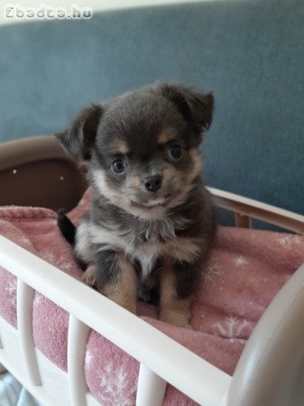 pici méretű eladó csivava blue and tan  lilac