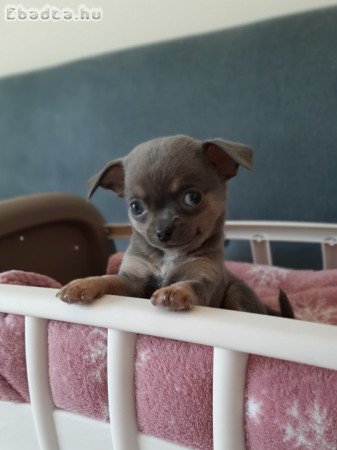 pici méretű eladó csivava blue and tan  lilac