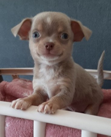 csivava chihuahua