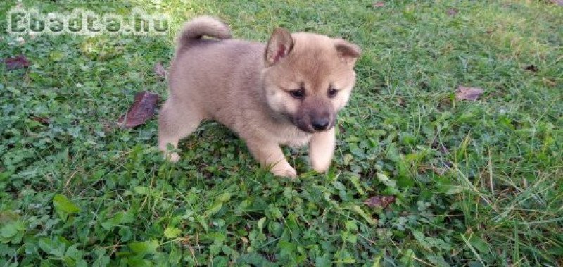 Shiba Inu fajtajellegű kiskutyák