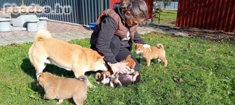 Shiba Inu fajtajellegű kiskutyák