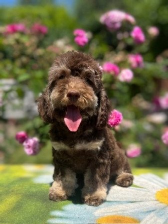 Máltai selyemkutya x toy uszkár