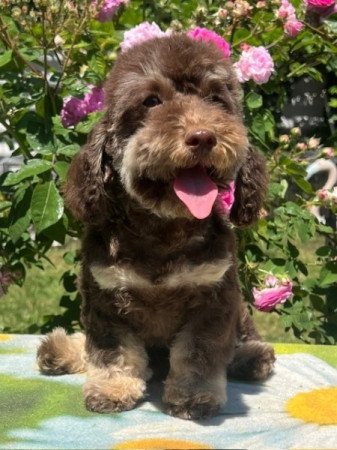 Máltai selyemkutya x toy uszkár