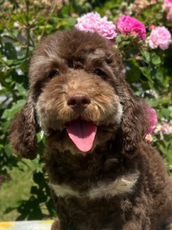 Máltai selyemkutya x toy uszkár