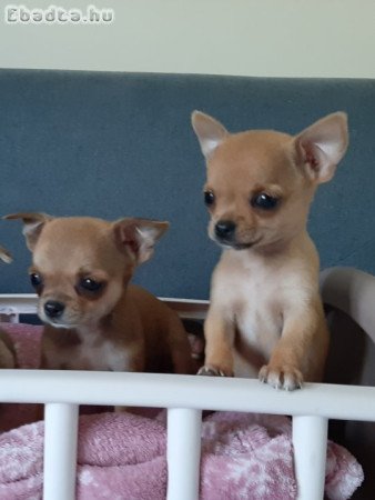 Hosszú és rövidszőrű eladó csivava pici méretűek