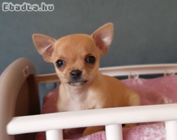 Hosszú és rövidszőrű eladó csivava pici méretűek