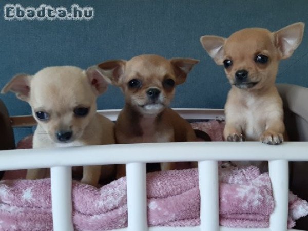 Hosszú és rövidszőrű eladó csivava pici méretűek