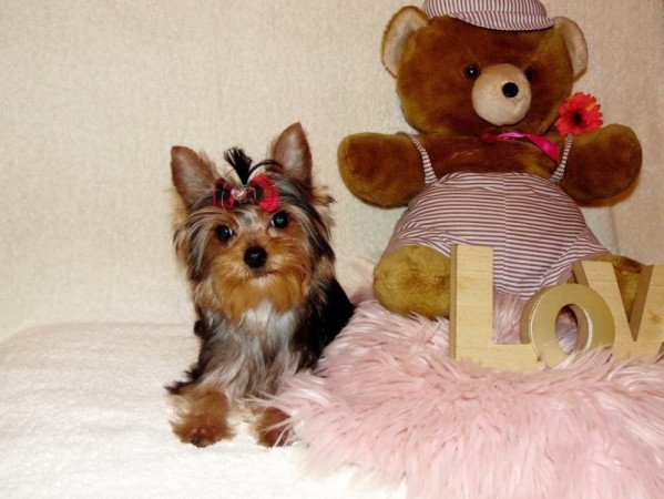 Yorkshire Terrier, Yorki